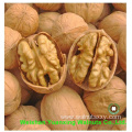 Wholesale Chinese Walnut Kernels Light Pieces(LP)